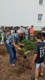 Schüler beim Pflanzen im Schulgarten der Grundschule Hardt