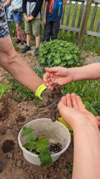 Schüler beim Pflanzen im Schulgarten der Grundschule Hardt